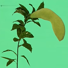 ֲսʬдʵò˵